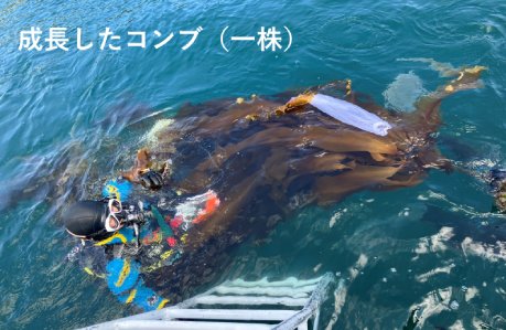 成長したコンブ（一株）