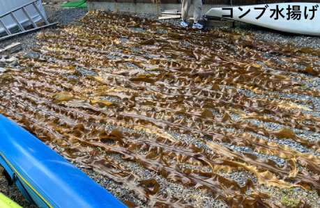 コンブ水揚げ