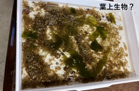 葉上生物?