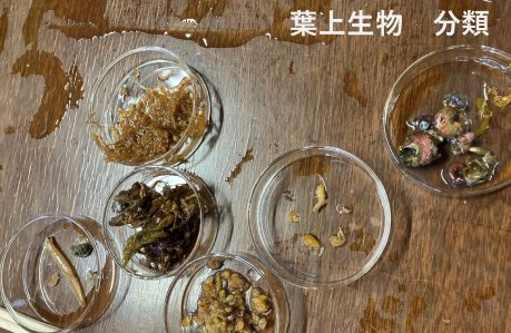 葉上生物 分類